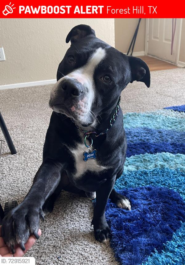 Lost Male Dog last seen not sure, Forest Hill, TX 76140