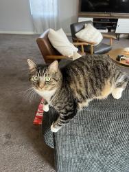 Lost Male Cat last seen Esmerelda avenue, Bakersfield, CA 93313