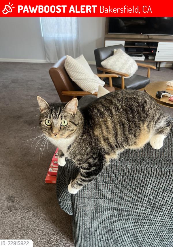 Lost Male Cat last seen Esmerelda avenue, Bakersfield, CA 93313