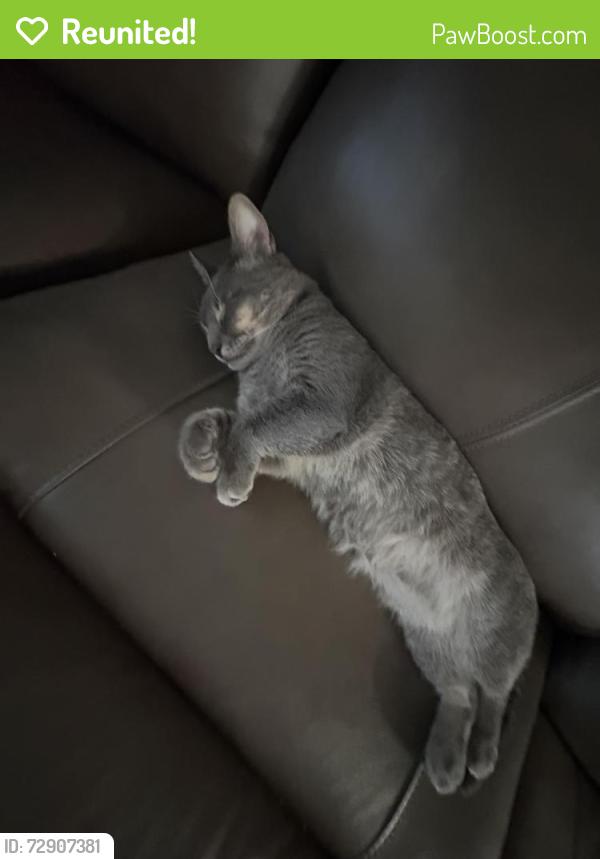 Reunited Male Cat last seen Hartford , Carrollton, TX 75007