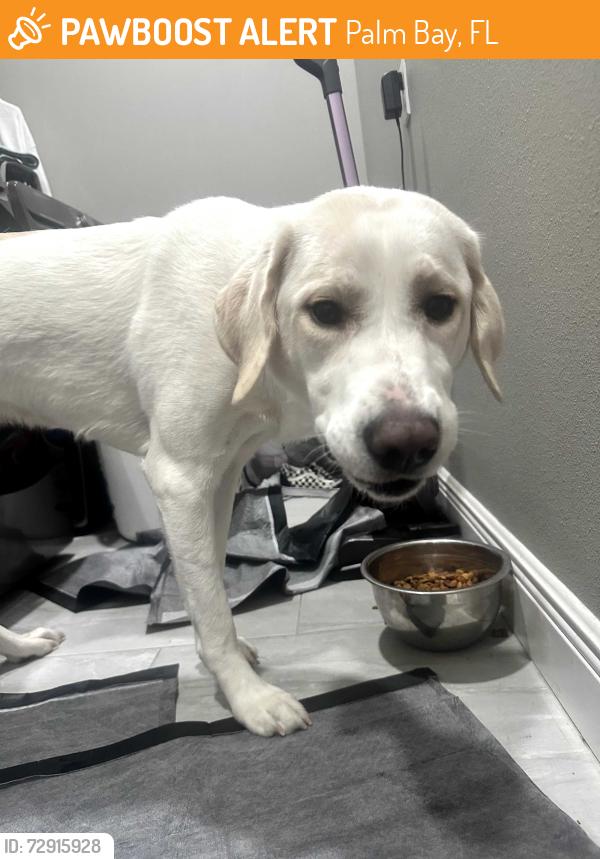 Found/Stray Female Dog last seen San Marino, Palm Bay, FL 32905