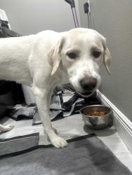 Found/Stray Female Dog last seen San Marino, Palm Bay, FL 32905