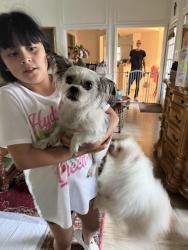 Found/Stray Male Dog last seen Country Place , Plano, TX 75023