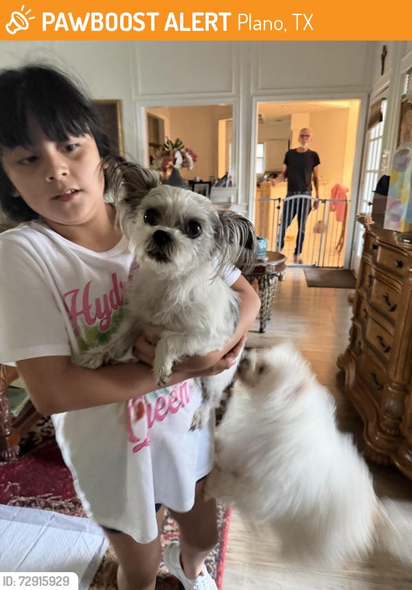 Found/Stray Male Dog last seen Country Place , Plano, TX 75023