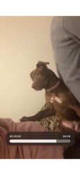 Lost Female Dog last seen Airway heights , Airway Heights, WA 99001