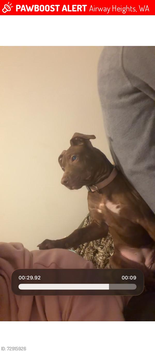 Lost Female Dog last seen Airway heights, Airway Heights, WA 99001