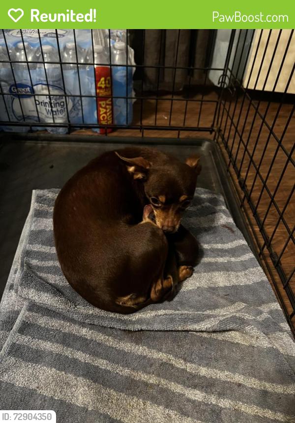 Reunited Female Dog last seen Near Dearborn Dr., Richardson, TX 75080