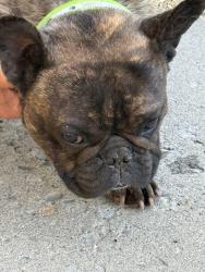 Found/Stray Male Dog last seen Vincenta and s 32nd ave, Yakima, WA 98902