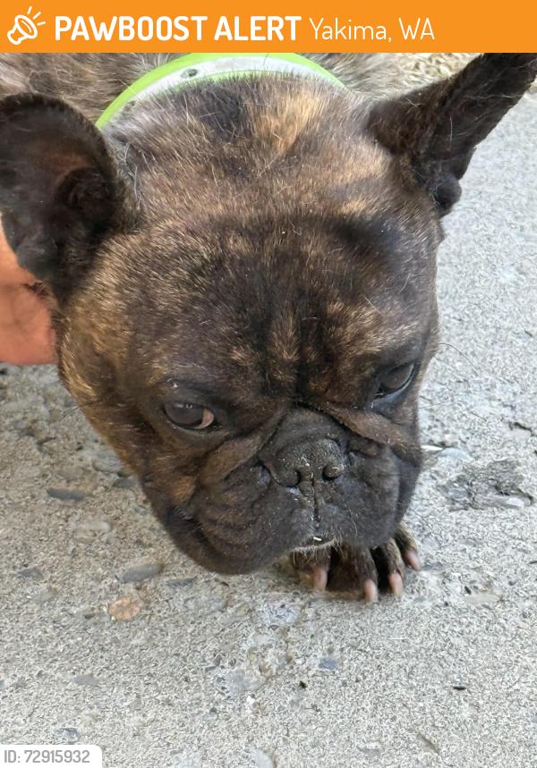 Found/Stray Male Dog last seen Vincenta and s 32nd ave, Yakima, WA 98902