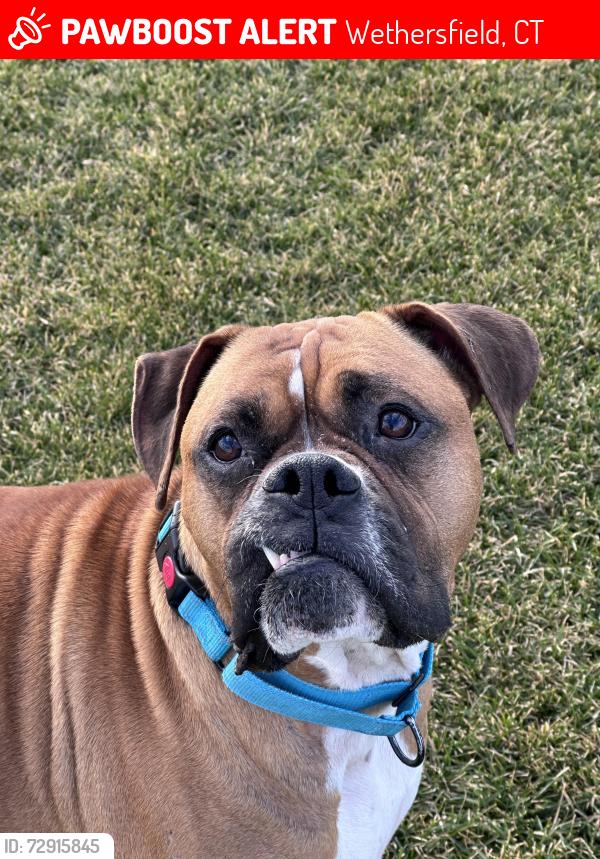 Lost Male Dog last seen Wethersfield, Wethersfield, CT 06109