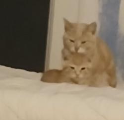 Reunited Female Cat last seen Wrens creek neighborhood Knoxville tn , Knoxville, TN 37918