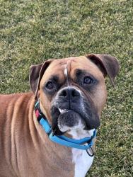 Lost Male Dog last seen Wethersfield , Wethersfield, CT 06109
