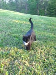 Lost Female Cat last seen Hidden Trails ,Greer Rd, Robertson County, TN 37072