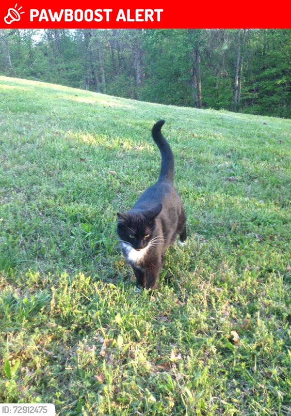 Lost Female Cat last seen Hidden Trails ,Greer Rd, Robertson County, TN 37072