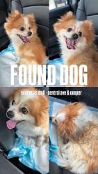 Reunited Male Dog last seen Near cooper and central by atlas mall, Queens, NY 11385