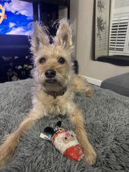 Reunited Male Dog last seen Brown and Higley, Mesa, AZ, Mesa, AZ 85205