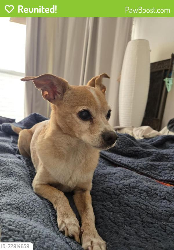 Reunited Male Dog last seen North. Spruce , South San Francisco, CA 94080
