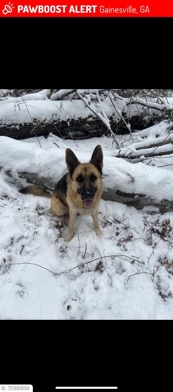 Lost Female Dog last seen Near Ledan Ext Gainesville Ga 30506, Gainesville, GA 30506