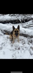 Lost Female Dog last seen Near Ledan Ext Gainesville Ga 30506, Gainesville, GA 30506