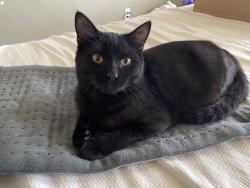 Lost Female Cat last seen spruce & santa clara, Santa Ana, CA 92706