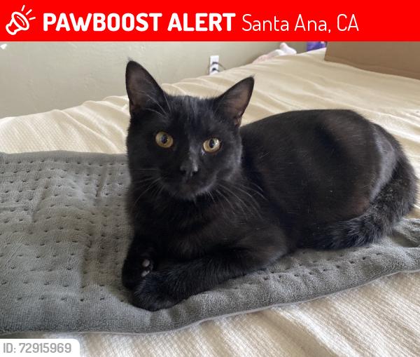 Lost Female Cat last seen spruce & santa clara, Santa Ana, CA 92706