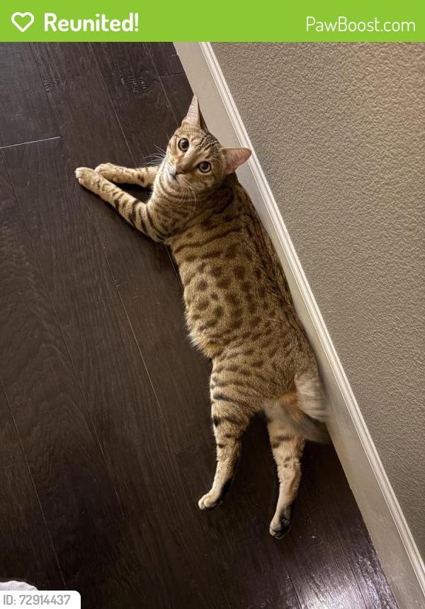 Reunited Male Cat last seen Gallery and antique rose way , Riverbank, CA 95367
