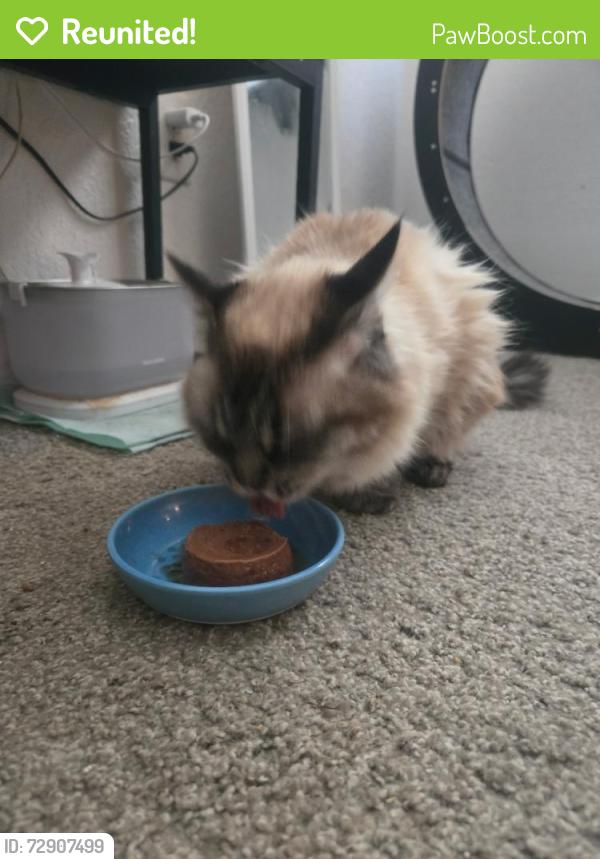 Reunited Female Cat last seen Lakeside apmts, Marysville, CA 95901