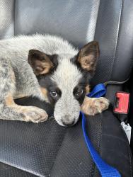 Lost Male Dog last seen Off Hwy 4 and FM-3136 heading west , Cleburne, TX 76031