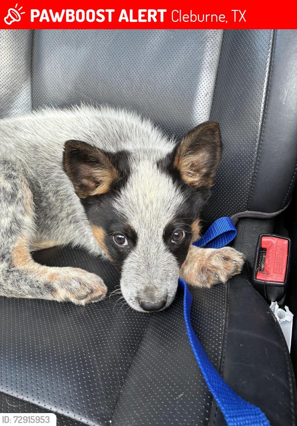 Lost Male Dog last seen Off Hwy 4 and FM-3136 heading west , Cleburne, TX 76031