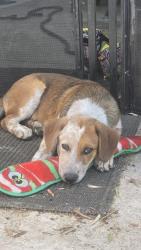 Reunited Female Dog last seen Tulare ave & Demaree, Visalia, CA 93277