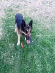 Lost Male Dog last seen Carrollton tx , Carrollton, TX 75011