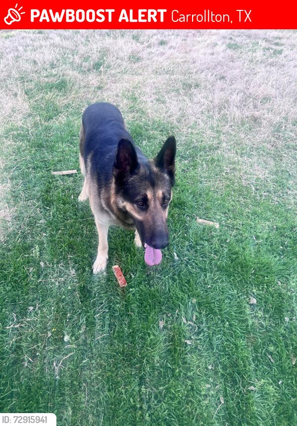Lost Male Dog last seen Carrollton tx , Carrollton, TX 75011