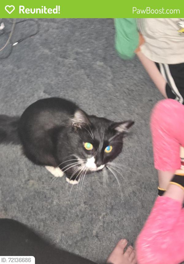 Reunited Male Cat last seen Camp Dorthy Walls, Black Mountain, NC 28711
