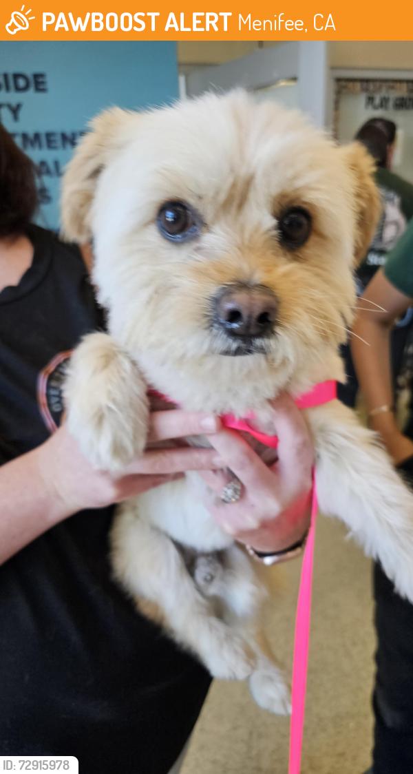 Found/Stray Male Dog last seen Antelope St, Menifee, CA 92585