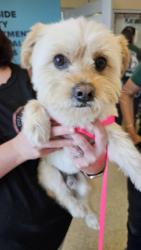 Found/Stray Male Dog last seen Antelope St, Menifee, CA 92585