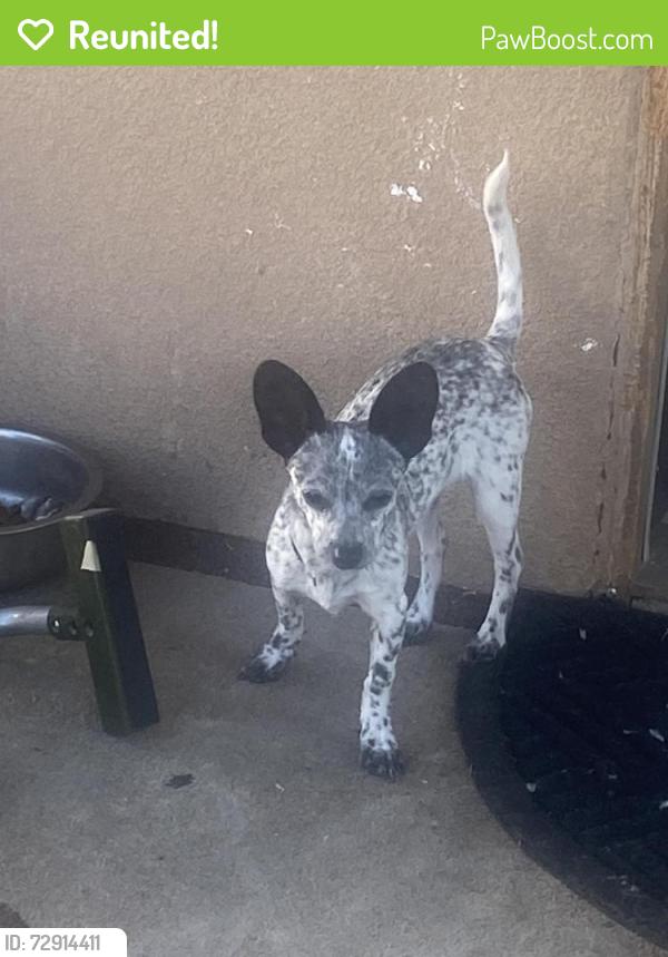 Reunited Male Dog last seen Mountain view by second street , Albuquerque, NM 87105