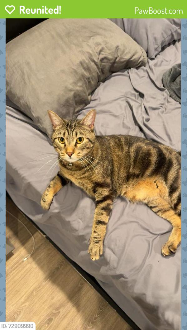 Reunited Male Cat last seen By the old Sarasota square mall, Sarasota, FL 34231