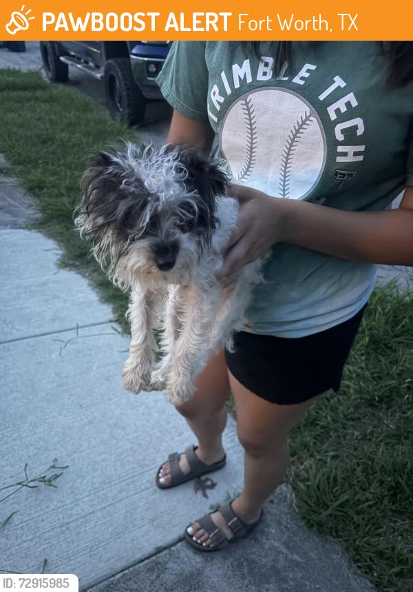 Found/Stray Male Dog last seen Harwen Terr , Fort Worth, TX 76115