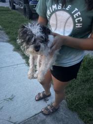 Found/Stray Male Dog last seen Harwen Terr , Fort Worth, TX 76115