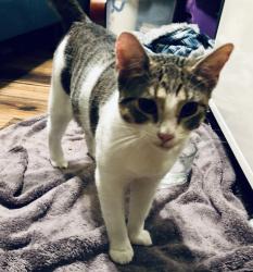 Reunited Female Cat last seen On Market Street near Rogers Street, Clarkston, GA 30021
