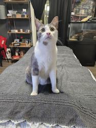 Reunited Male Cat last seen 1st and kilgore, Muncie, IN 47305