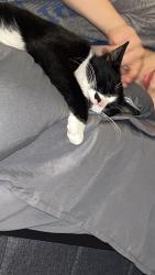 Reunited Female Cat last seen  Westbury Dr and Old Otterdale rd, Midlothian, VA 23114