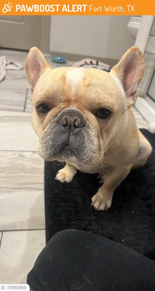 Found/Stray Male Dog last seen Verdon gorge drive, Fort Worth, TX 76179