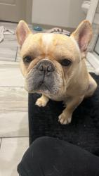 Found/Stray Male Dog last seen Verdon gorge drive, Fort Worth, TX 76179