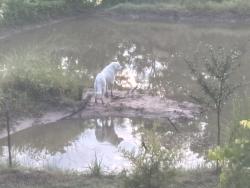 Found/Stray Male Dog last seen County road 331, Kaufman County, TX 75474
