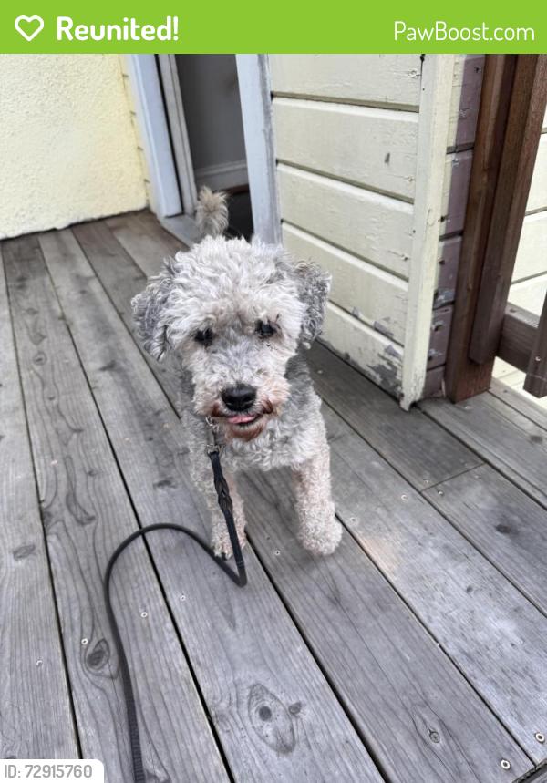 Reunited Male Dog last seen Ellis, Berkeley, CA 94608