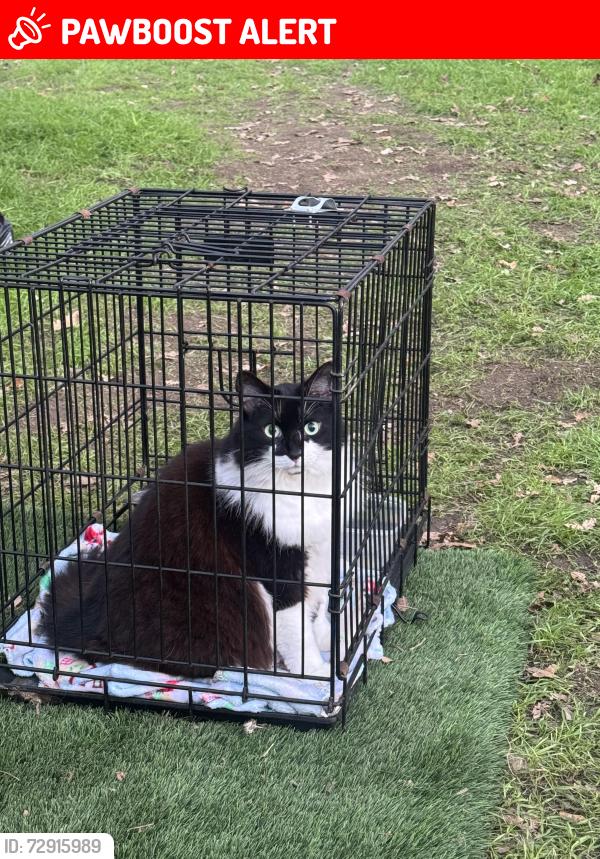 Lost Female Cat last seen Highway 49, Mariposa County, CA 95338