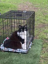 Lost Female Cat last seen Highway 49, Mariposa County, CA 95338