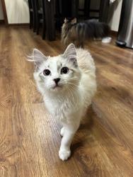 Reunited Male Cat last seen Cypress point , Virginia Beach, VA 23455