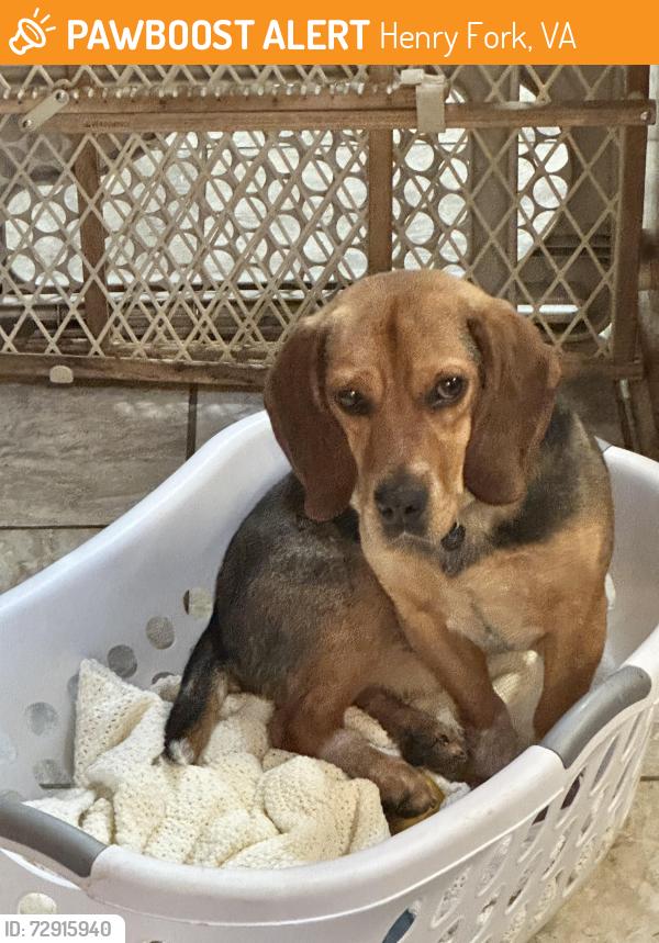 Found/Stray Male Dog last seen South Main Street area., Henry Fork, VA 24151